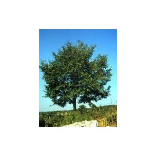 Carpino nero