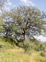 Roverella