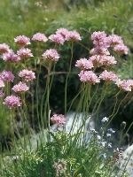 Armeria