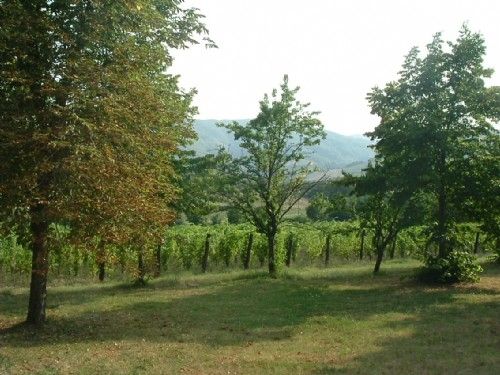 vigneti del maiolo