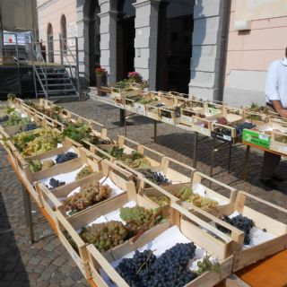 Festa Dell'Uva